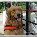 20090919-GOODDOG - 28