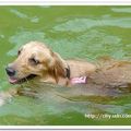 20090919-GOODDOG - 42