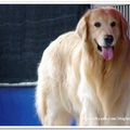 20090919-GOODDOG - 45