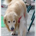 20090919-GOODDOG - 46