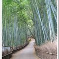 嵯峨野竹林步道 欣賞竹林之美，沿路二旁的竹木高聳，靜幽詩情，閑靜中盡是畫意。