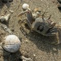 角眼沙蟹俗稱海沙馬