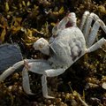 角眼沙蟹俗稱海沙馬