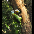 颱風天路過大安森林公園，五色鳥仍棲息於此，可惜沒帶腳架，不過還是忍不住拿起相機猛按快門~~