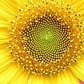 fabonacciflower
