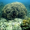 二種珍貴珊瑚已消失1