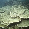 二種珍貴珊瑚已消失2