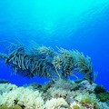 二種珍貴珊瑚已消失4