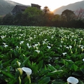 約略在過年之後，三月初開始就是跟陽明山花季一樣有名的陽明山竹子湖海芋季。