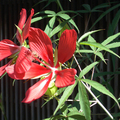 扶桑花～大阪天滿宮天神祭旁