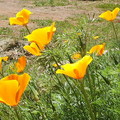 California State flower