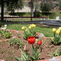 blooming tulips and Redbud 09 in ML