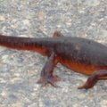 endangered spices Salamander