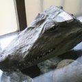 07-台灣的鱷魚化石