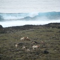 蘭嶼-這些也都是羊