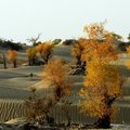 塔克拉瑪干沙漠公路胡楊