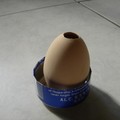 這顆蛋，要什麼時候才會發芽勒？