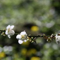 如花似雪烏松崙 - 1