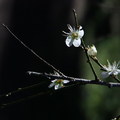 如花似雪烏松崙 - 3