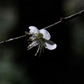 如花似雪烏松崙 - 4