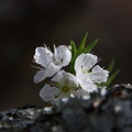 桃李爭春鷂婆山 - 3