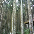 檜木林
