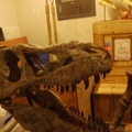 發現侏儸紀，四川恐龍展 - 2