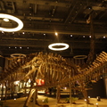 發現侏儸紀，四川恐龍展 - 1