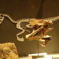 發現侏儸紀，四川恐龍展 - 1