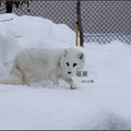 雪狐(旭山動物園)