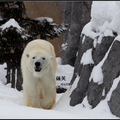 北極熊(旭川動物園)