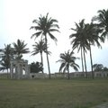 海濱公園椰子樹與造景