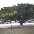海濱公園的大樹與兒童遊樂區