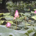 台北市植物園一直是我喜歡去的地方，蠻欣賞那裡的清新空氣及一片的綠；植物園最受人矚目的，當然是那一池子的蓮花，每年都會吸引許多遊客來這兒拍照、寫生。