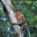 proboscis monkey 象鼻猴