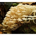 山林白玉蘑菇  -小綠攝影