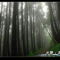 迷霧森林  -小綠攝影-