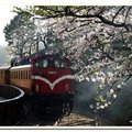阿里山櫻花火車 - aying 攝影-
