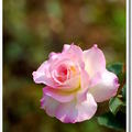 粉紅玫瑰 -cooljohn攝影-
