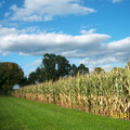 Corn field--MM 攝影