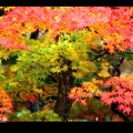 Maple leaves-王老師攝影-