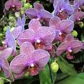 Orchid2--by MM