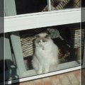 享受日光浴的貓咪 - 1