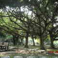 天母公園的老榕樹