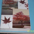 頁面上的楓樹，係於1983年10月31日，攝自德國海德堡大學園區，左下右上兩片紅葉，是從該棵樹下撿拾來的，已保存了26年另21天，坐在椅子上的為作者本人。