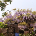  人間四月天--蘇州 -紫藤花