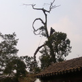  人間四月天--蘇州 - 百年枯樹