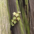  人間四月天--蘇州 - 百年枯木