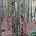 天平山竹筍