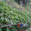 97菊華的絲瓜棚開滿了絲瓜花。熱?非凡。